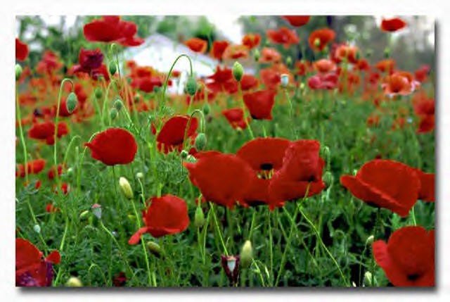 pictures of poppies art